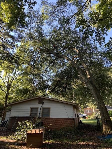 Advance Tree Removal and Land Management