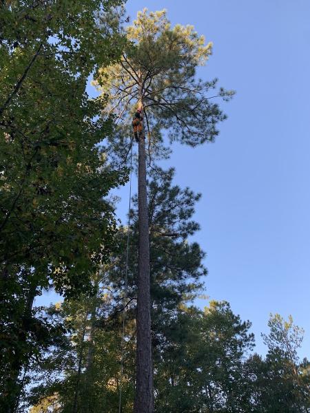 Advance Tree Removal and Land Management
