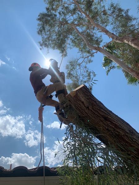 Duranchi Tree Service