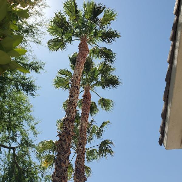 Duranchi Tree Service