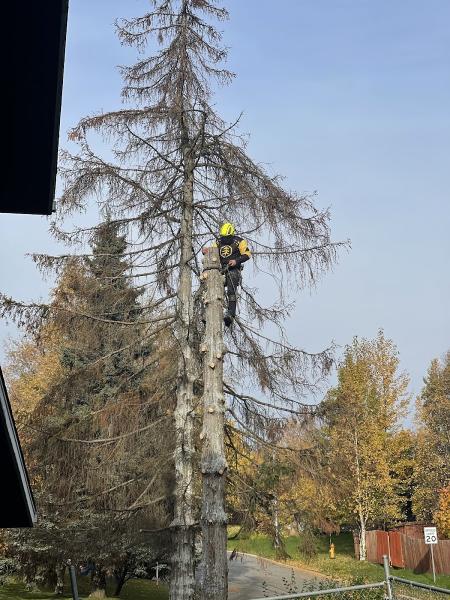 A Cut Above Tree Care