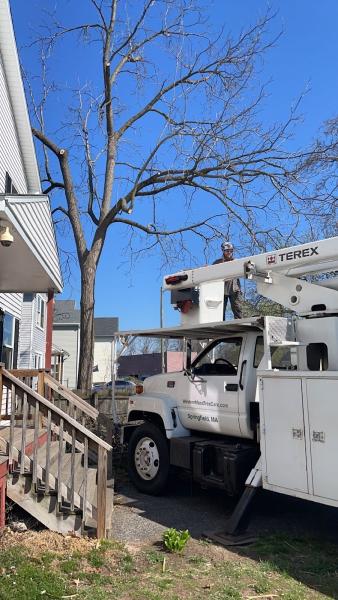 Western Mass Tree Care