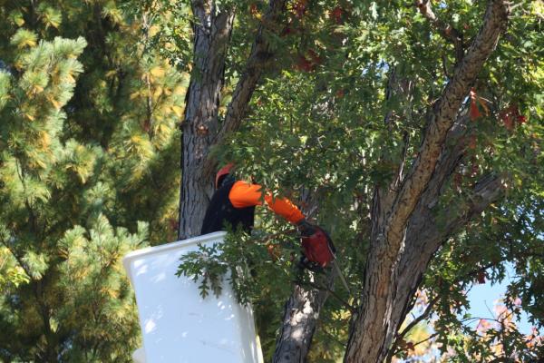Western Mass Tree Care