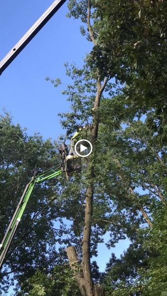 Charter Oaks Tree & Landscaping Co.