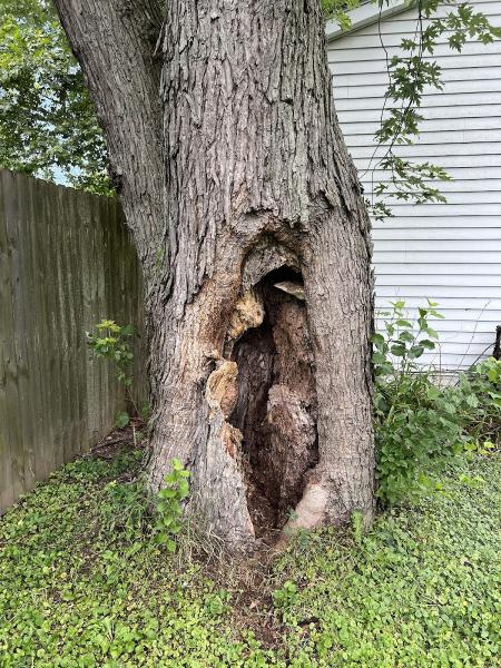 Charter Oaks Tree & Landscaping Co.