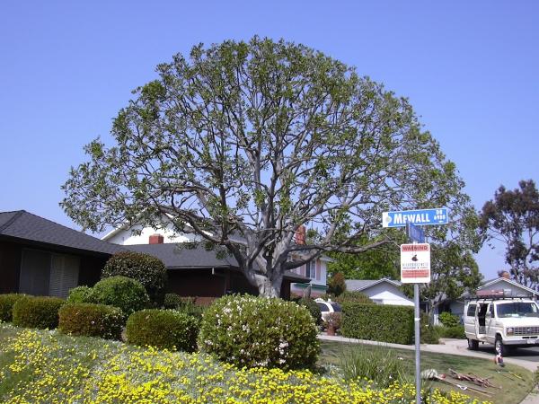 Tree Tech