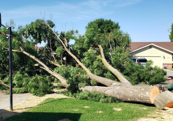 Verduzco Tree Service