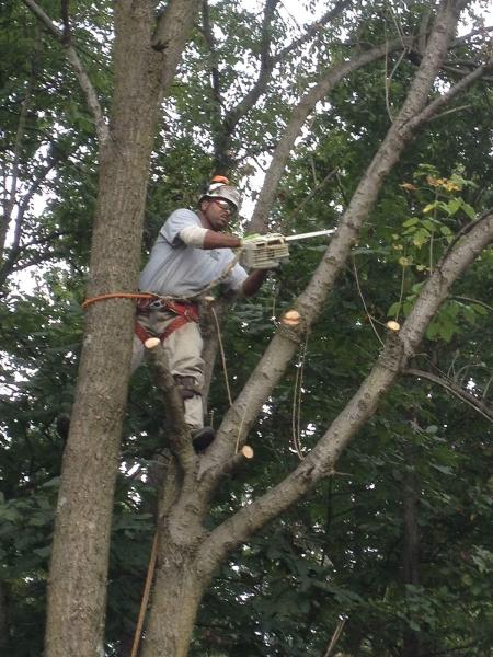 Gatling Tree Service