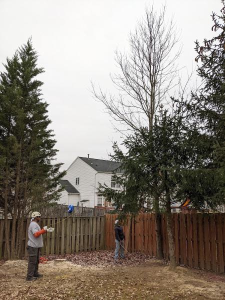 Gatling Tree Service