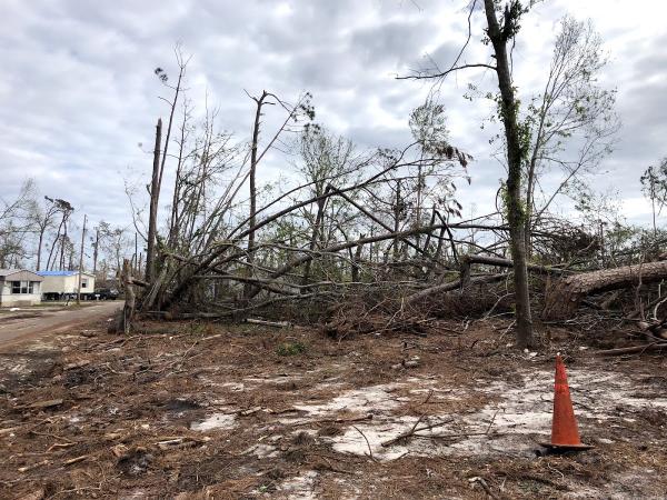 BTN Tree Service LLC