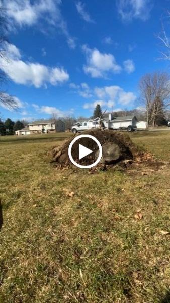 Grind Stump Removal