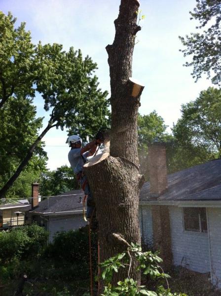 Ap Tree Service Experts