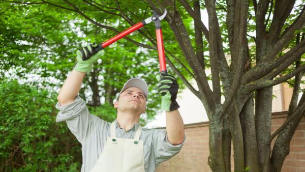 Affordable Tree Lawn & Pool Service