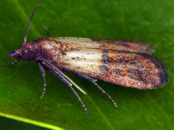 Believe Pest Control