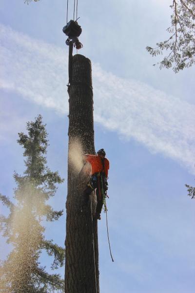 Patriot Tree Service LLC