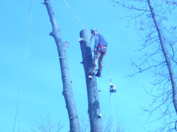The Whole 9 Tree Service