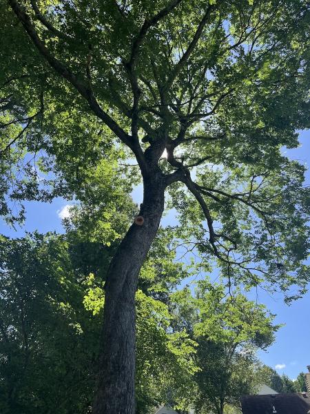 The Whole 9 Tree Service