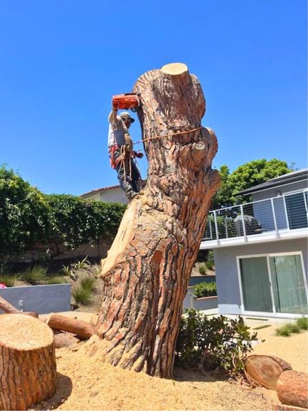 Perez Tree Service & Landscaping