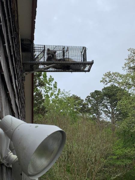 Trap All Wildlife Services