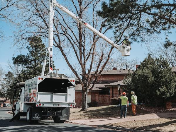 Environmental Tree Care LLC