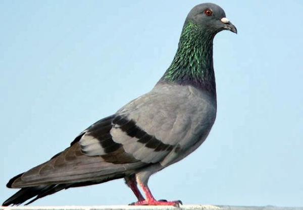 Hunter Pest Control