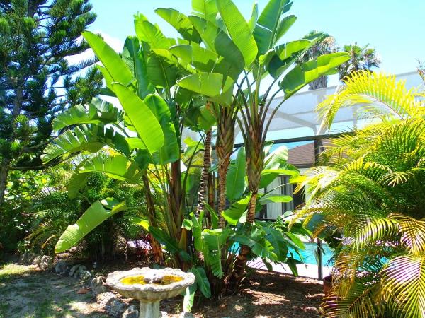 South West Tree Service