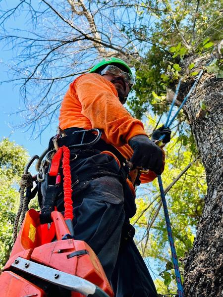West Coast Arborists
