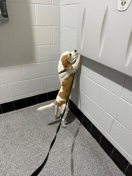 Four Paws K-9 Detection