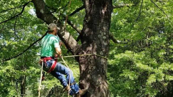 Magnolia Tree & Landscape Specialist