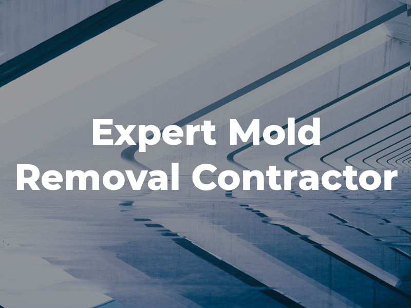 Expert Mold Removal Contractor