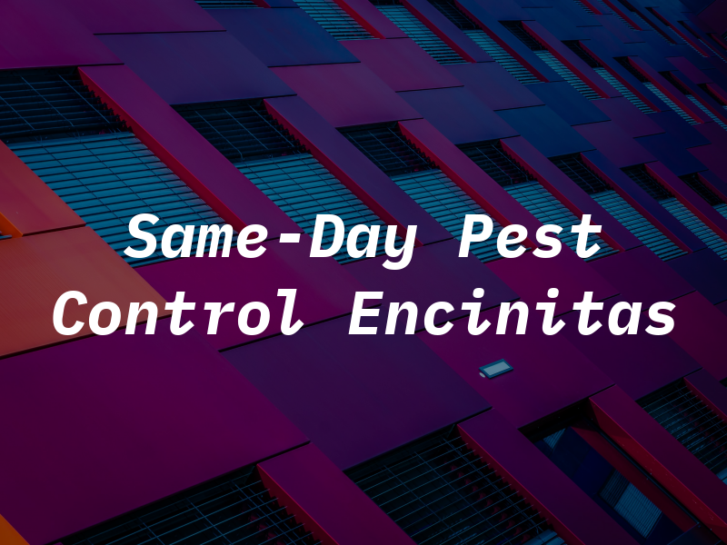 Same-Day Pest Control Encinitas