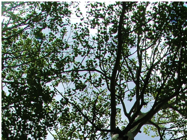 Mountain Man Tree Service Canton