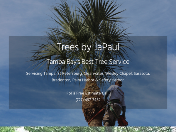 Trees by Japaul Inc